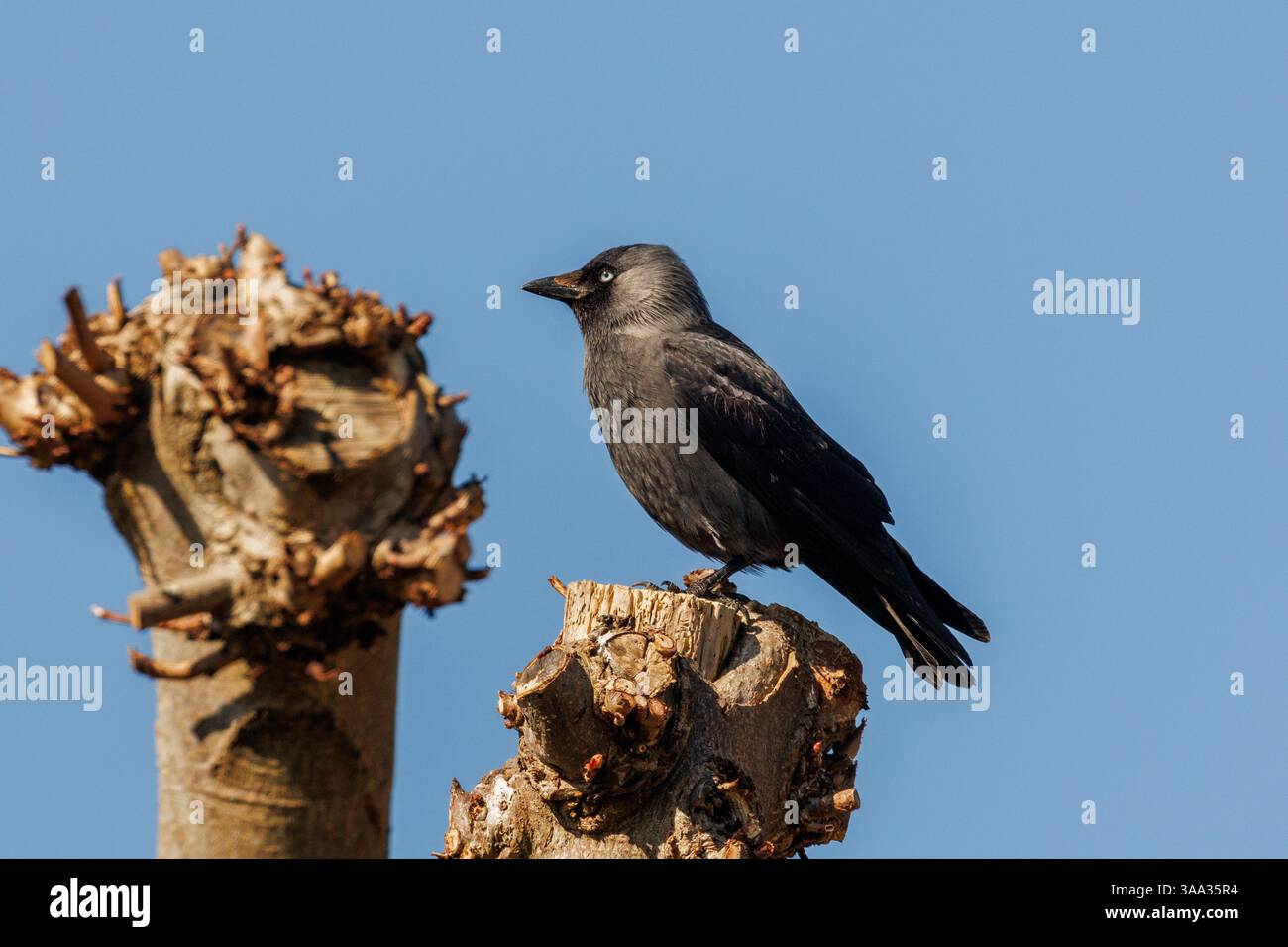 Jackdaw, Corvus monedula standing on tree trunk, Sussex, UK Stock Photo