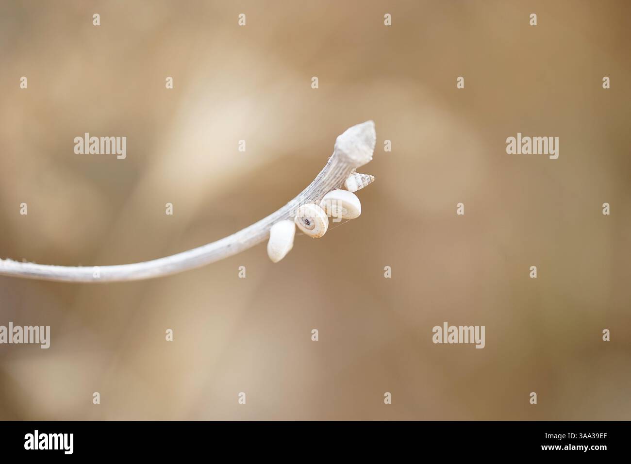 Delicate Balance: Nature in Close-Up – Southern France Stock Photo