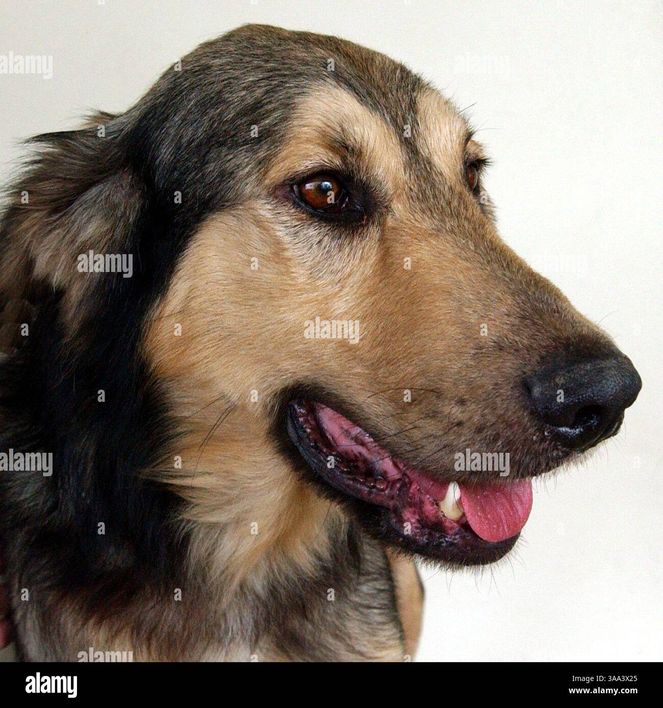 German shepherd golden retriever mix hi-res stock photography and images -  Alamy, image size:1300x1390