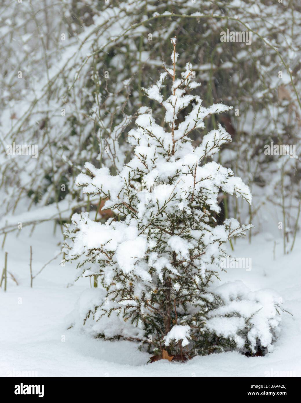 Snow-Covered Small Pine Tree in a Winter Landscape Setting Stock Photo