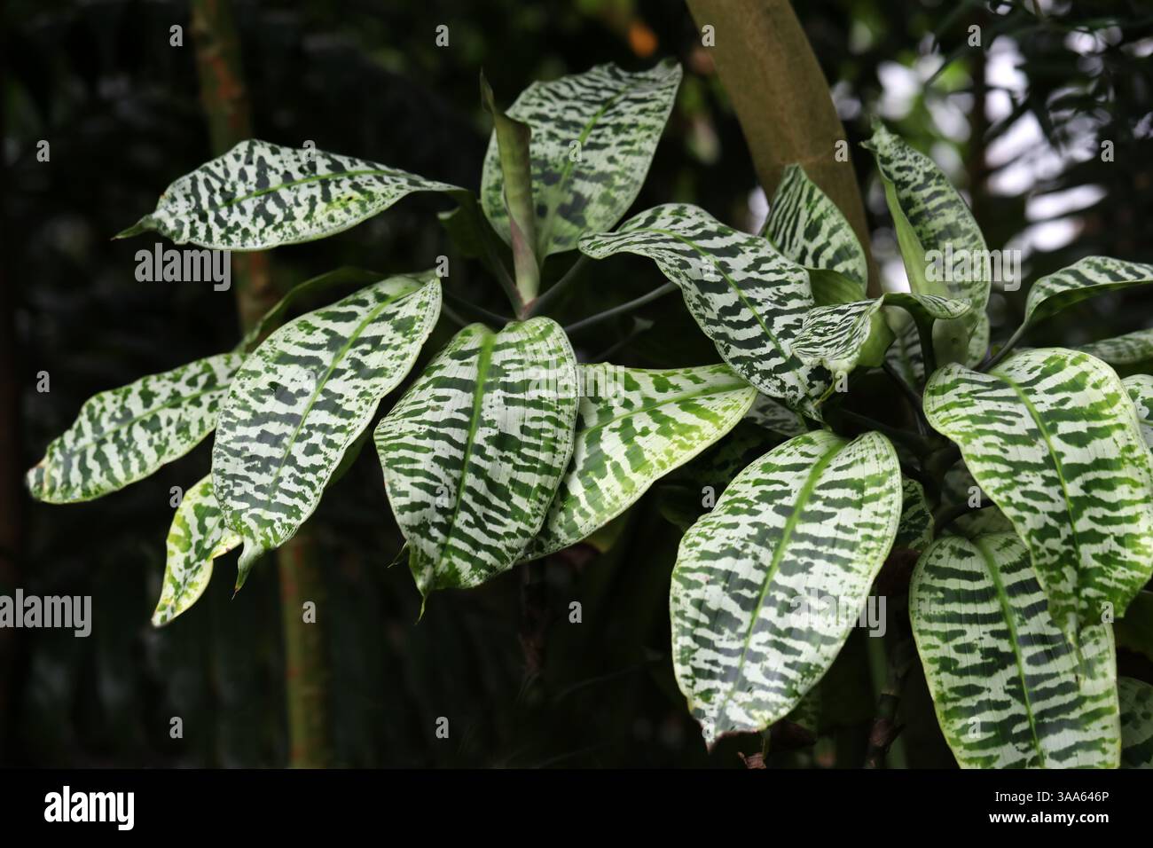 pflanzen efeutute Epipremnum Aureum (Efeutute) (XL) kaufen? | Jaap