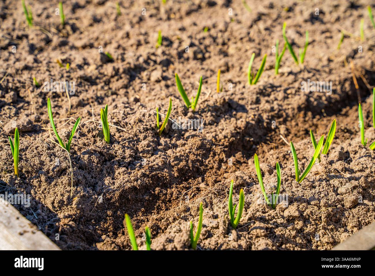Row planting between garlic hi-res stock photography and images - Alamy