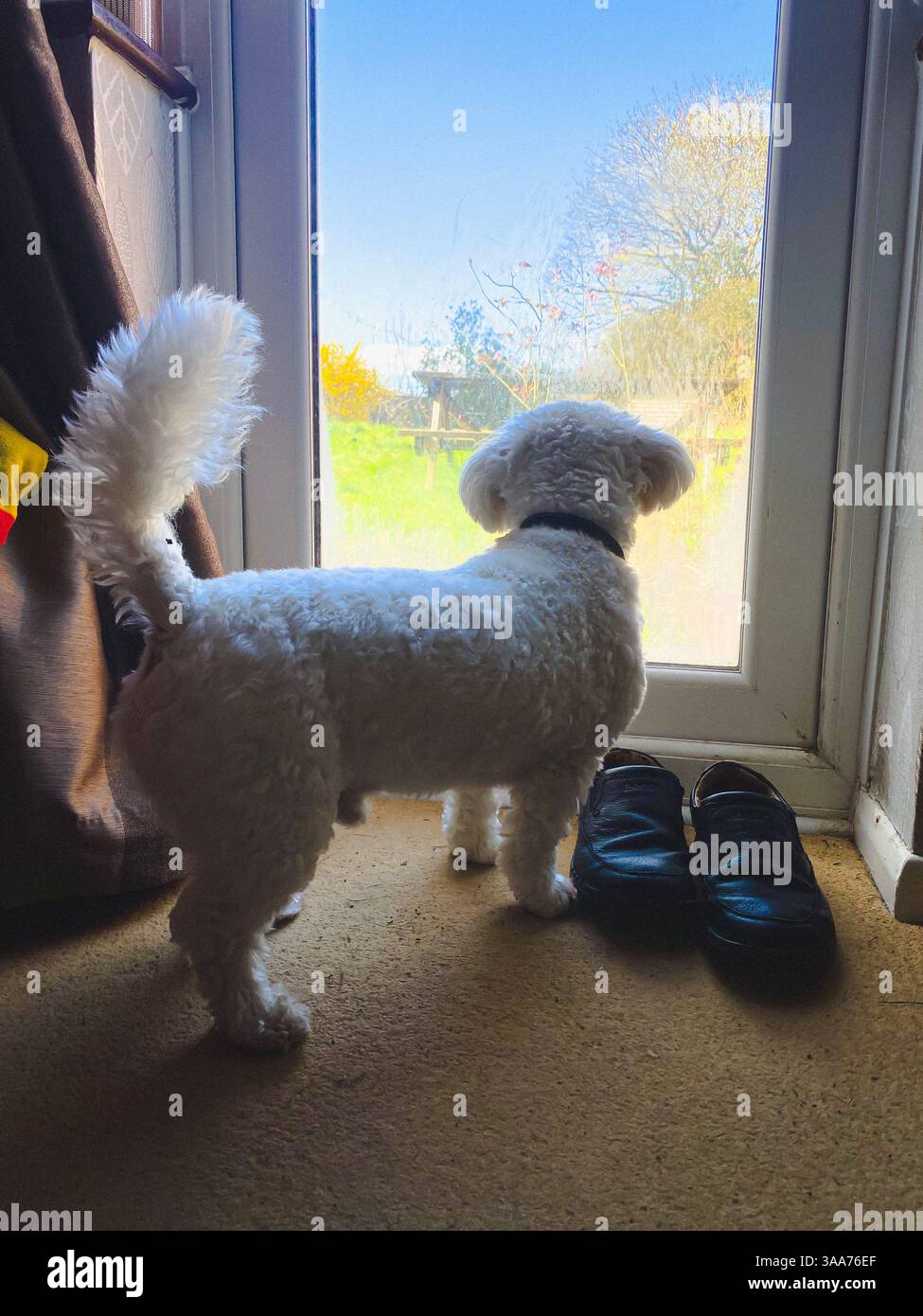 A small, white cavapoo dog stands and looks out of the window in the back door at the garden beyond - Smartphone Captured Stock Image