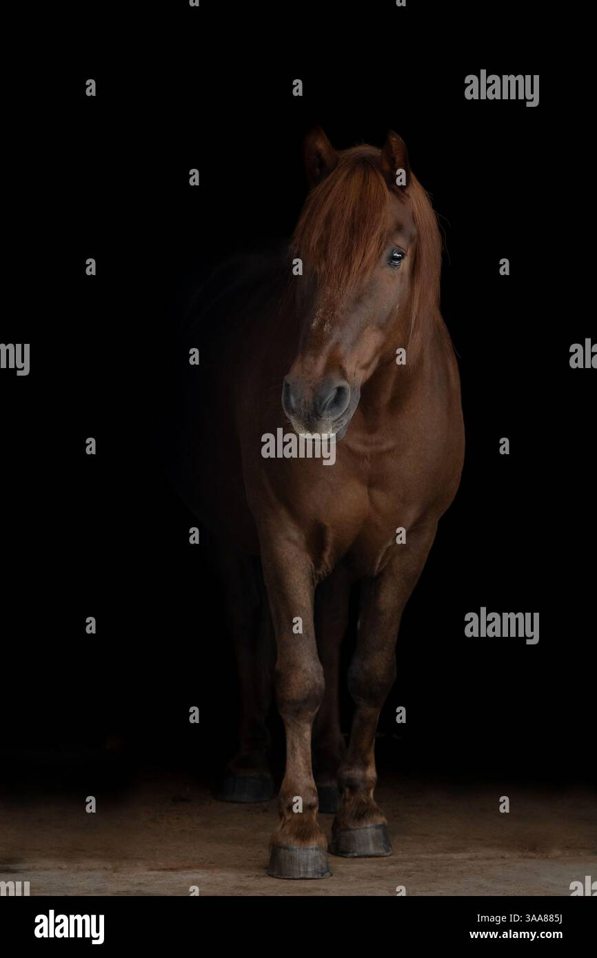 portrait-of-elegant-brown-horse-on-black-background-studding-portrait
