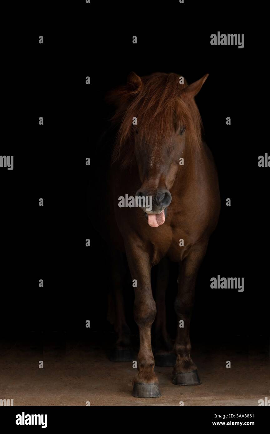 portrait-of-elegant-brown-horse-on-black-background-studding-portrait