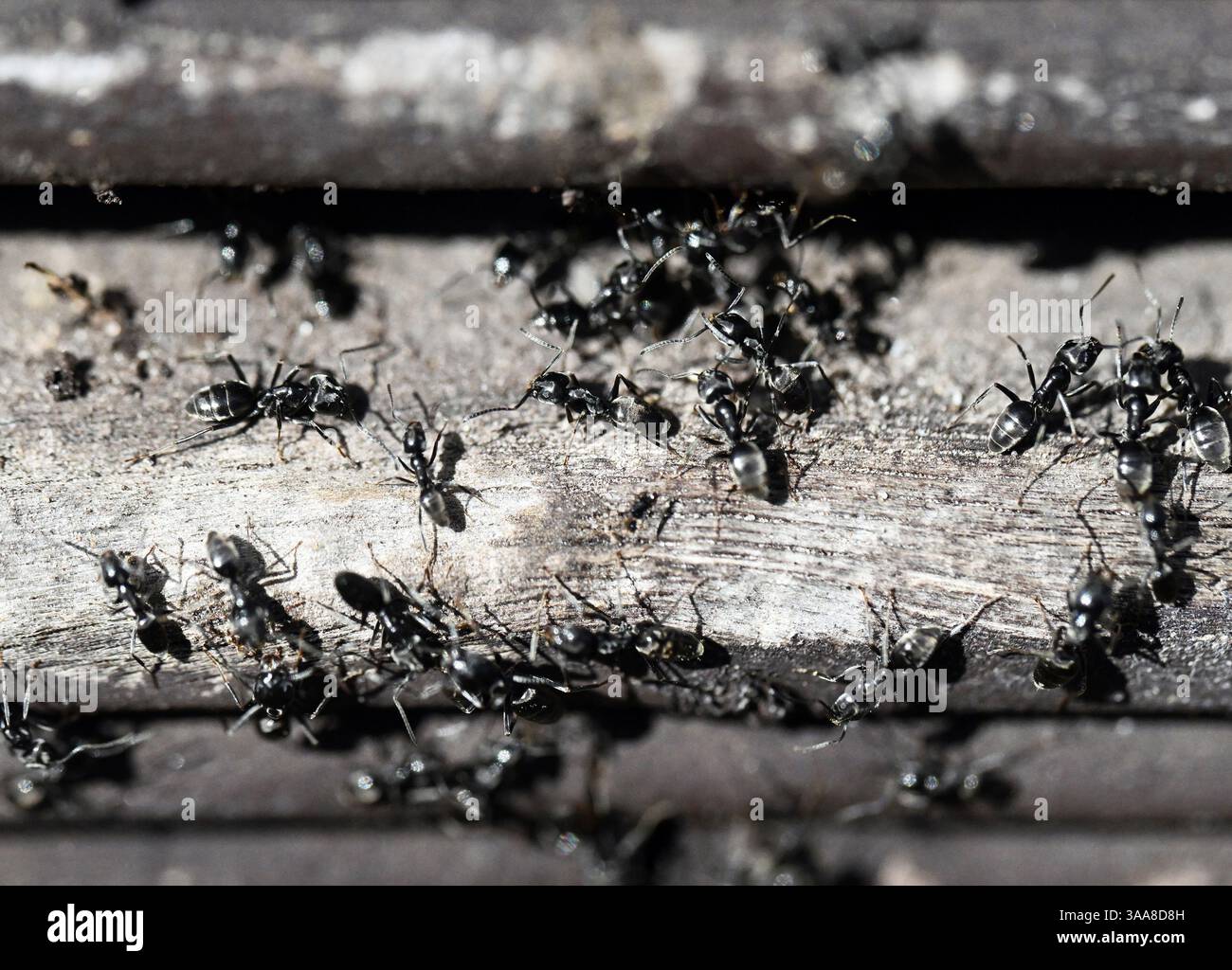 Tapinoma magnum hi-res stock photography and images - Alamy