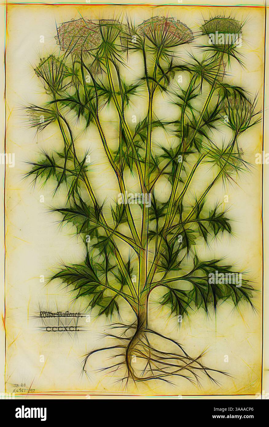 A detailed botanical illustration depicting a flowering plant with ...