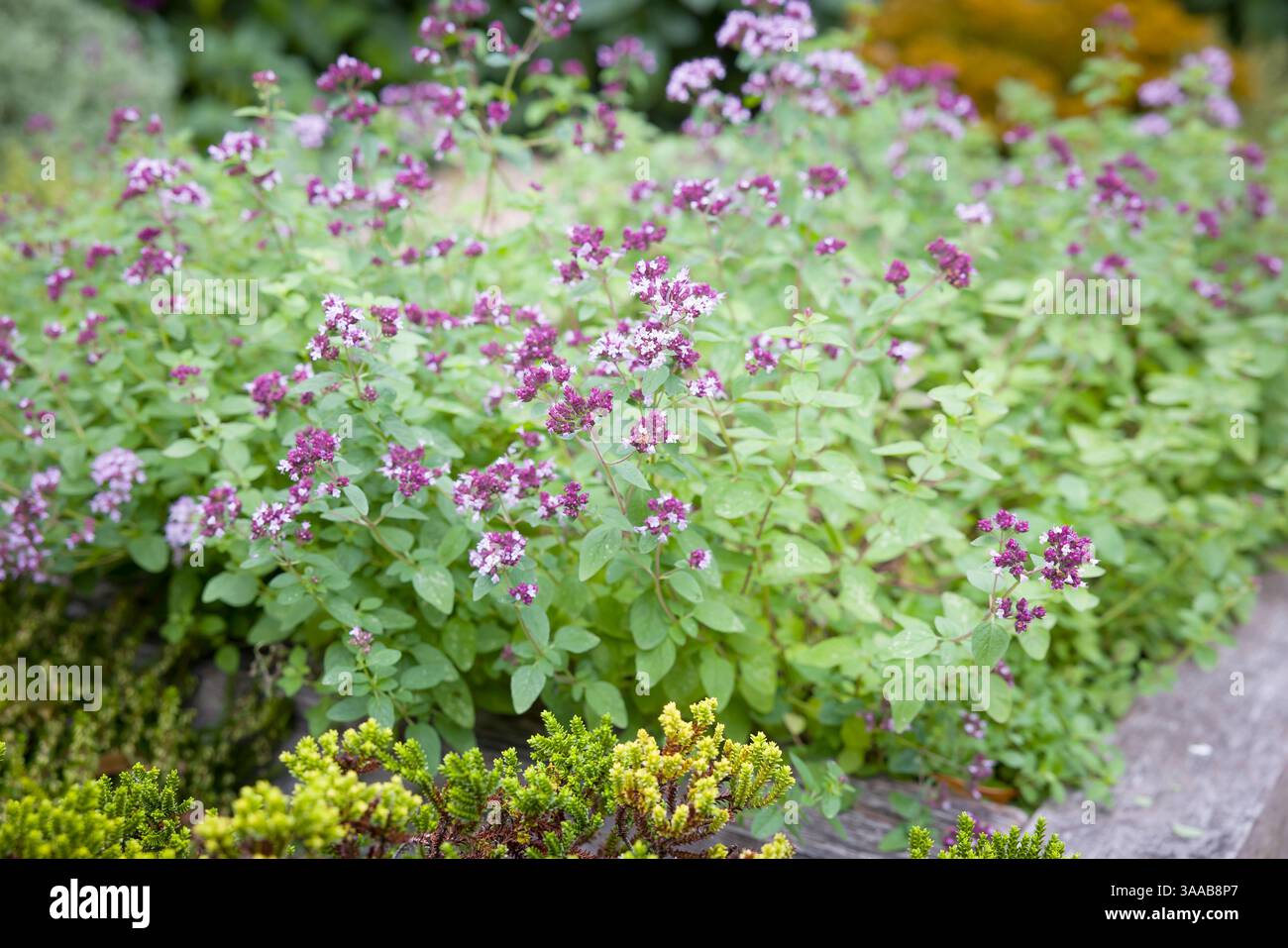 Close-up of herb garden in UK with oregano (Origanum vulgare) in flower, surrounded by greenery Stock Photo