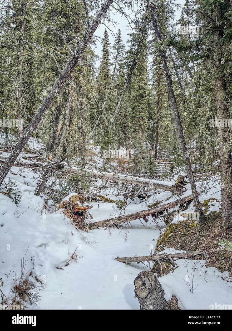 Winter forest scene with fallen trees, moss, and snow-covered ground in a dense woodland area. - Smartphone Captured Stock Image