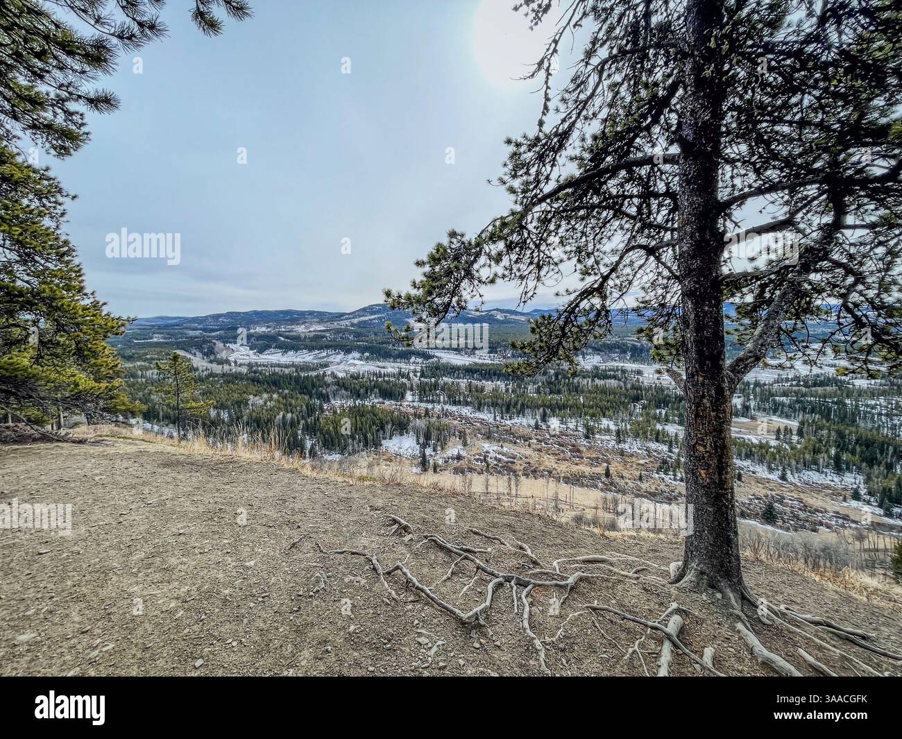 Scenic view of a mountain valley with snowy patches, framed by a large tree with exposed roots on a dirt overlook. Stock Photo
