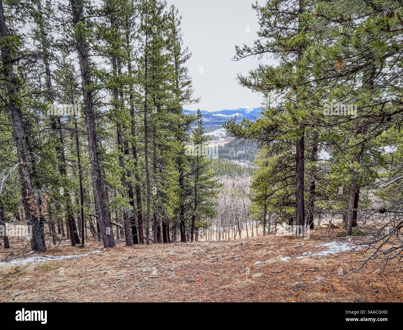 View through dense pine trees with a mountain range in the background. Taken during early spring with patches of snow and dry grass on the forest floo - Smartphone Captured Stock Image