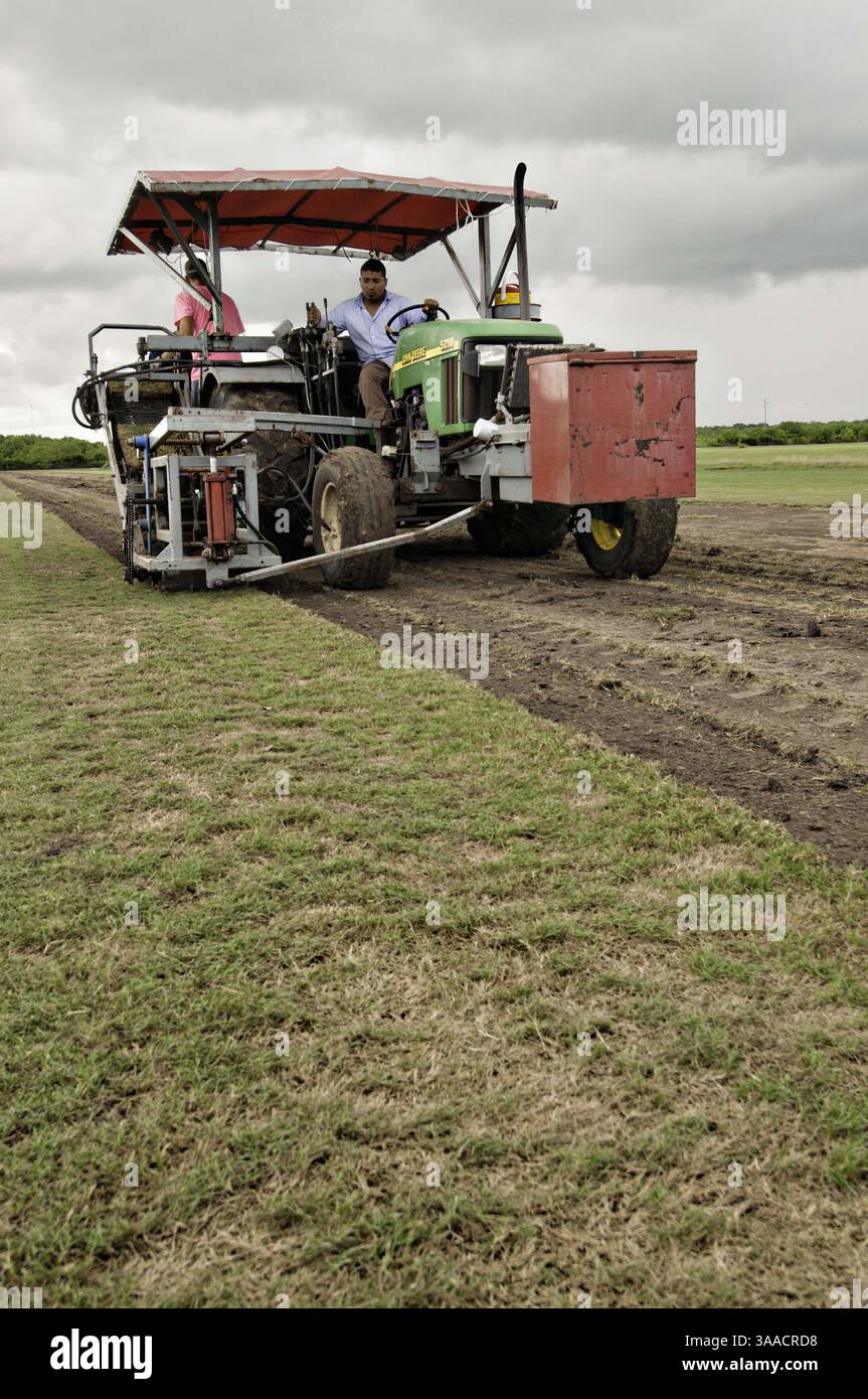 Aug. 20, 2013 - Guy, Texas, United States of America - Harvesting sod at the Quality Turf Farms August 20, 2013 in Guy, Texas. (Credit Image: © Bob Nichols/Planet Pix via ZUMA Wire) Stock Photo