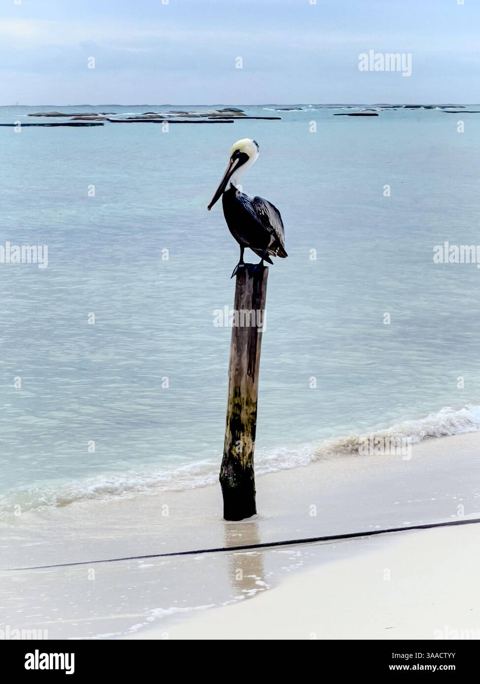A brown pelican perched on a wooden post by the calm shoreline, with ocean waves in the background. Ideal for nature and wildlife themes. - Smartphone Captured Stock Image