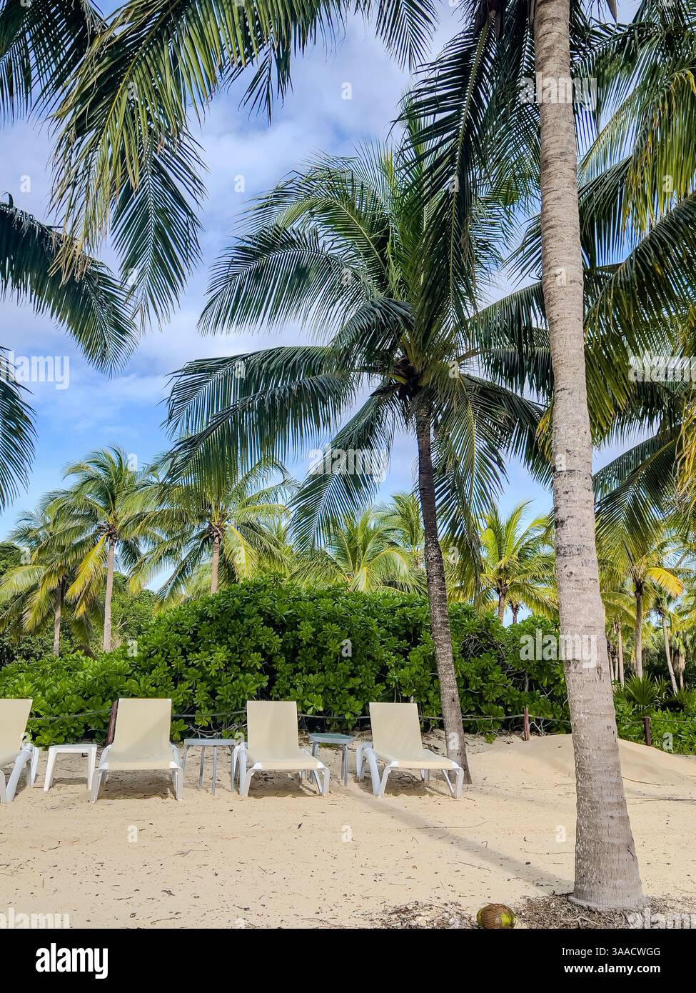 Rows of lounge chairs under tall palm trees on a sandy tropical beach with lush greenery and a clear blue sky. Ideal for vacation and relaxation conce - Smartphone Captured Stock Image