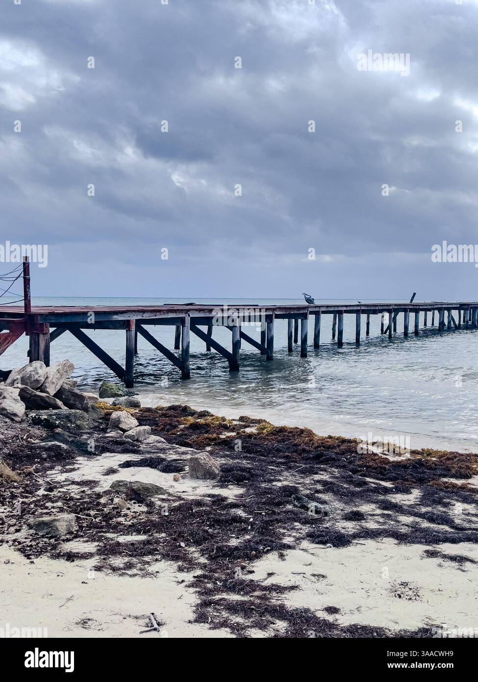 A weathered wooden pier stretching into calm ocean waters with a cloudy sky overhead. Seaweed and rocks line the shore, creating a coastal atmosphere. - Smartphone Captured Stock Image