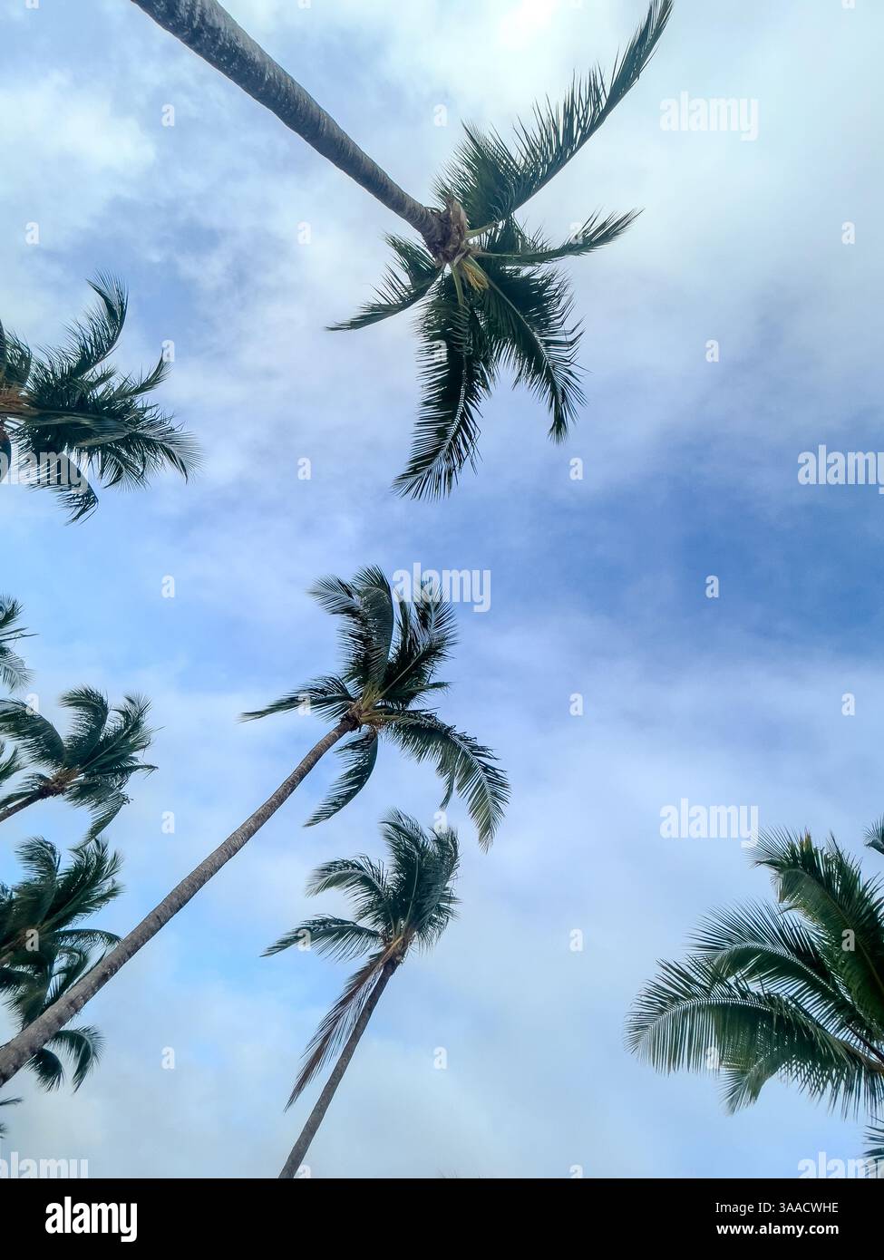 A cluster of tall palm trees viewed from a low angle with lush green fronds stretching against a bright blue sky, showcasing tropical beauty and seren - Smartphone Captured Stock Image