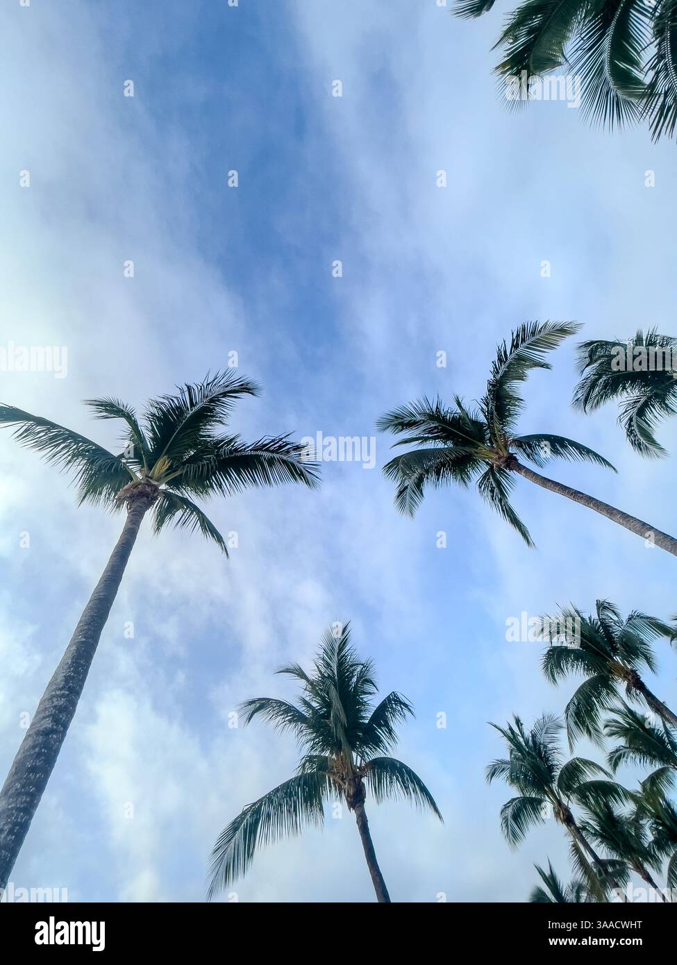 Tall palm trees with green fronds extending toward the sky on a sunny day. The perspective captures the beauty of tropical nature and serene island vi - Smartphone Captured Stock Image