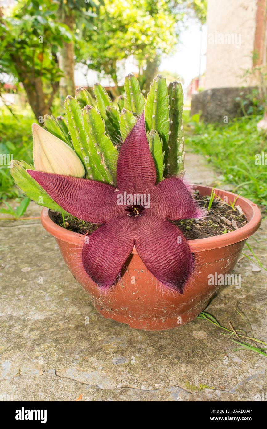 Starfish cactus hi-res stock photography and images - Alamy