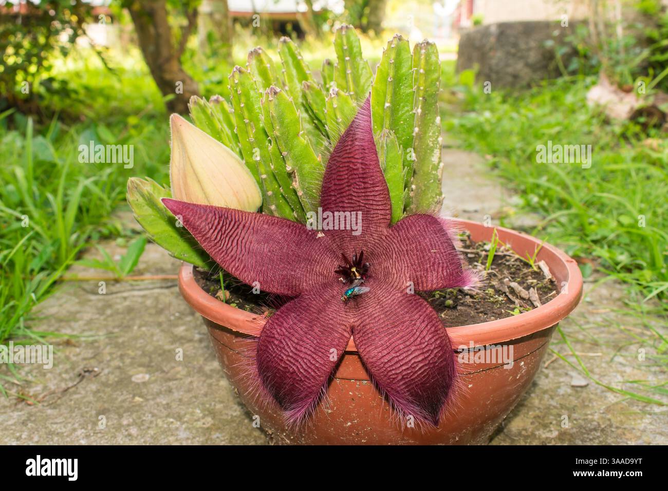 Starfish cactus flower close up hi-res stock photography and images - Alamy