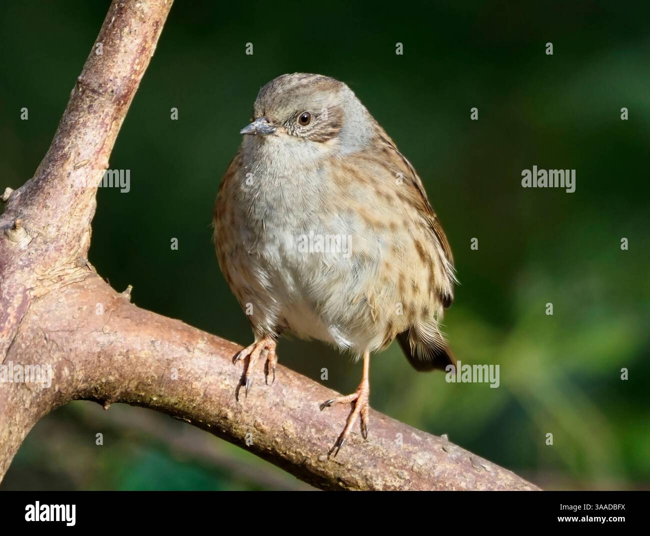 Dunnock (Prunella modularis), Anglesey, Wales Stock Photo