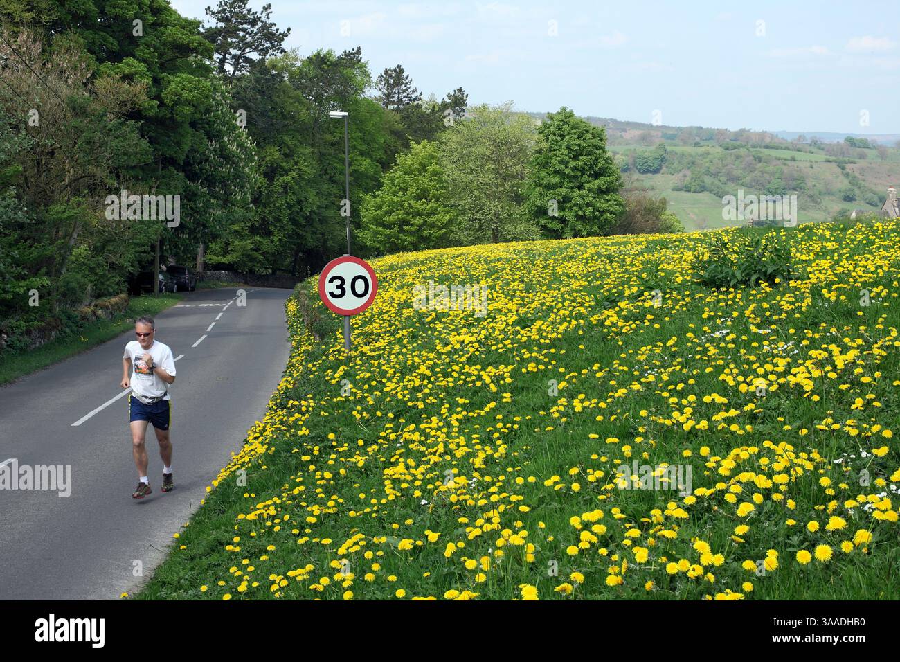 A jogger passes a field of dandelions on the outskirts of Winster in the Derbyshire dales. Stock Photo