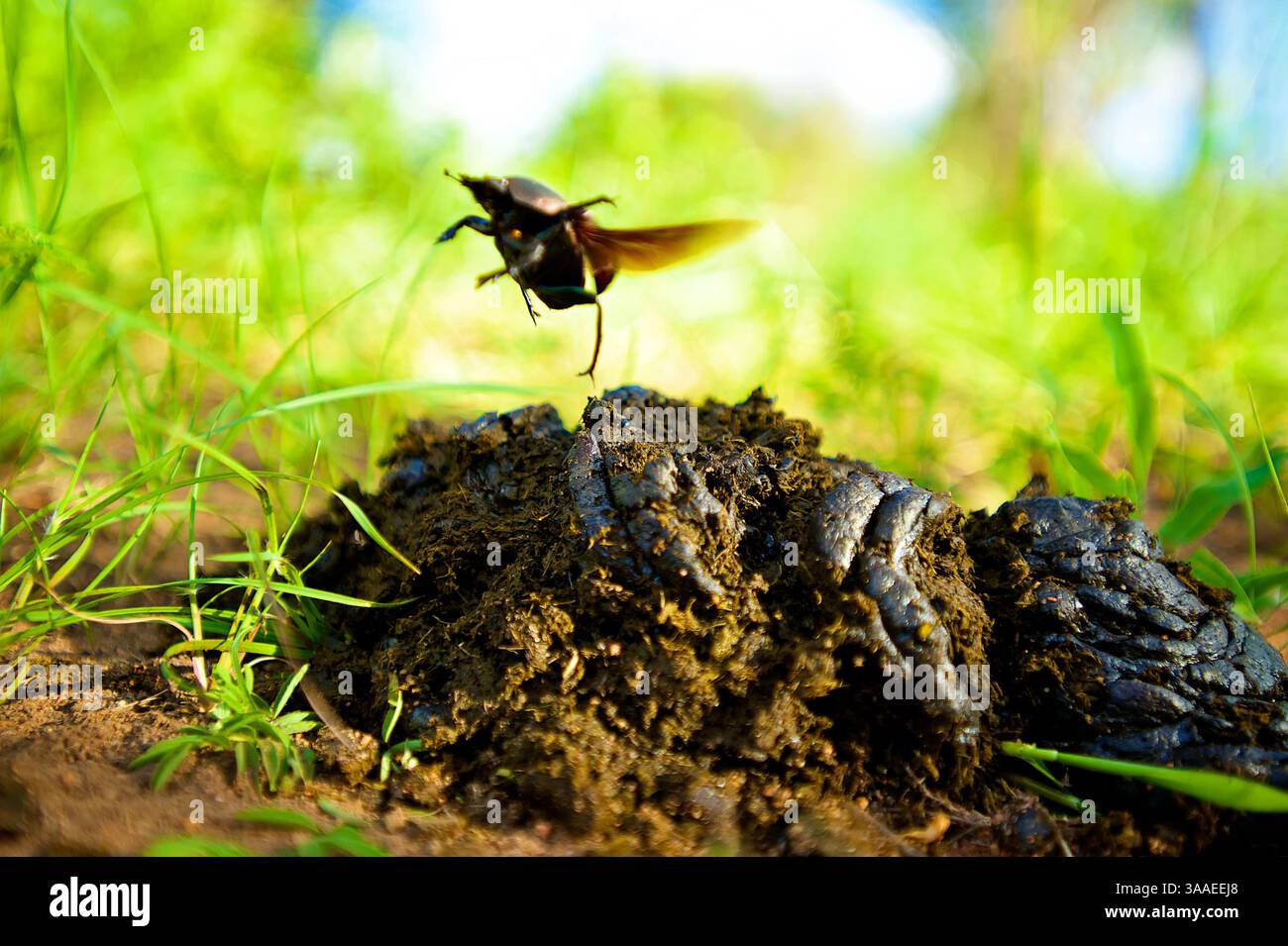 Neateuchus hi-res stock photography and images - Alamy