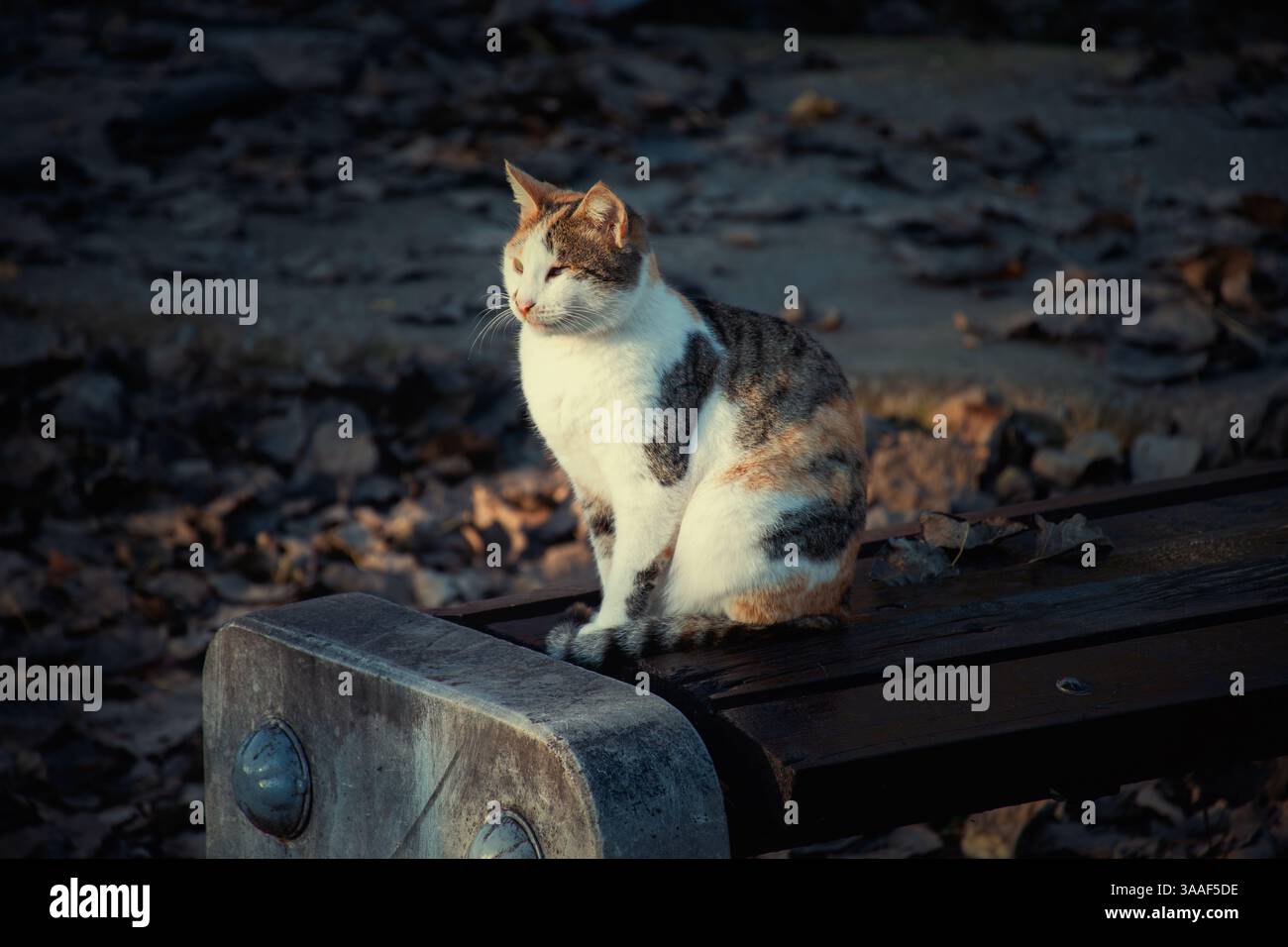 Cat sitting on bench in park Stock Photo