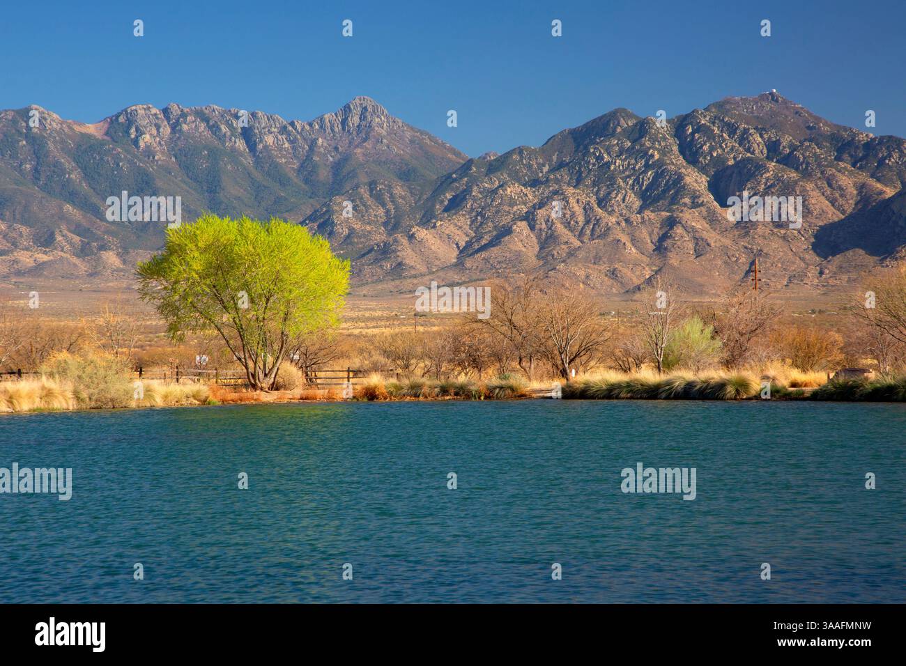 Ranch pond, Raúl M. Grijalva Canoa Ranch Conservation Park, Arizona Stock Photo