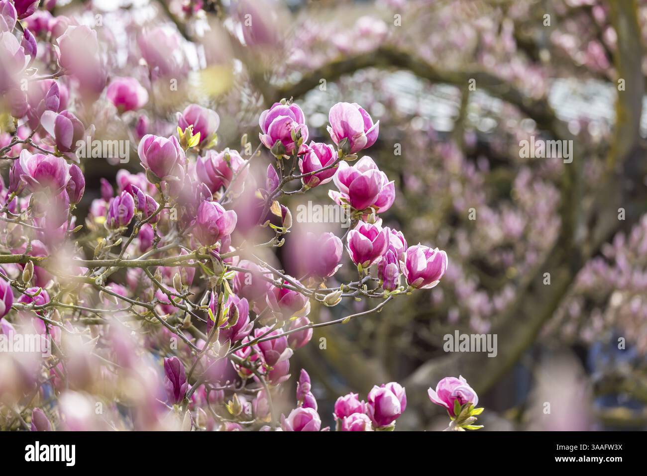 sd1_468696898a62186de56747c578