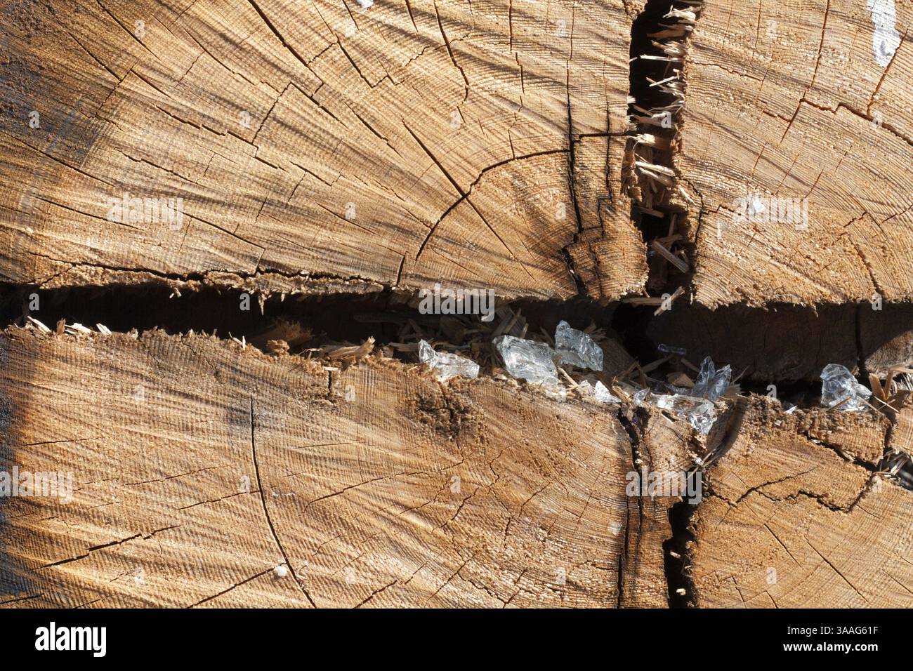 Wooden old stump with rift and beaten by glass Stock Photo - Alamy