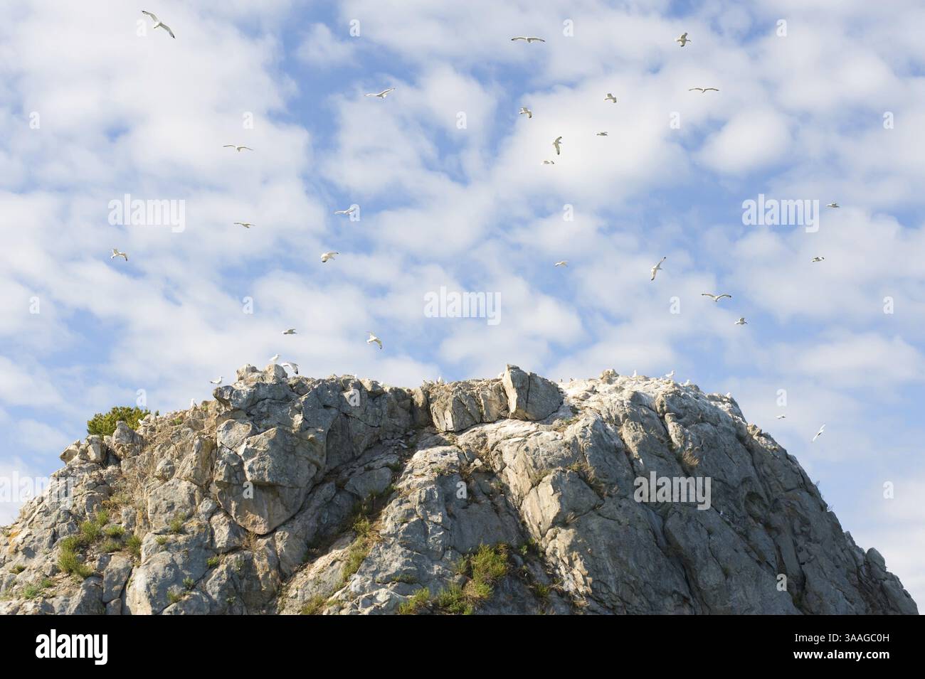 Define Rookery Nestling rookery hi-res stock photography and images - Alamy