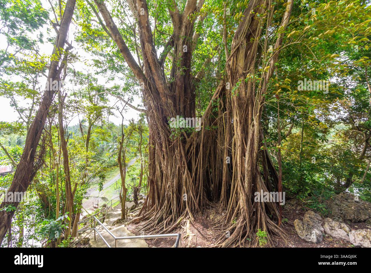A huge balete or banyan tree with a tangle of roots cascading from its ...