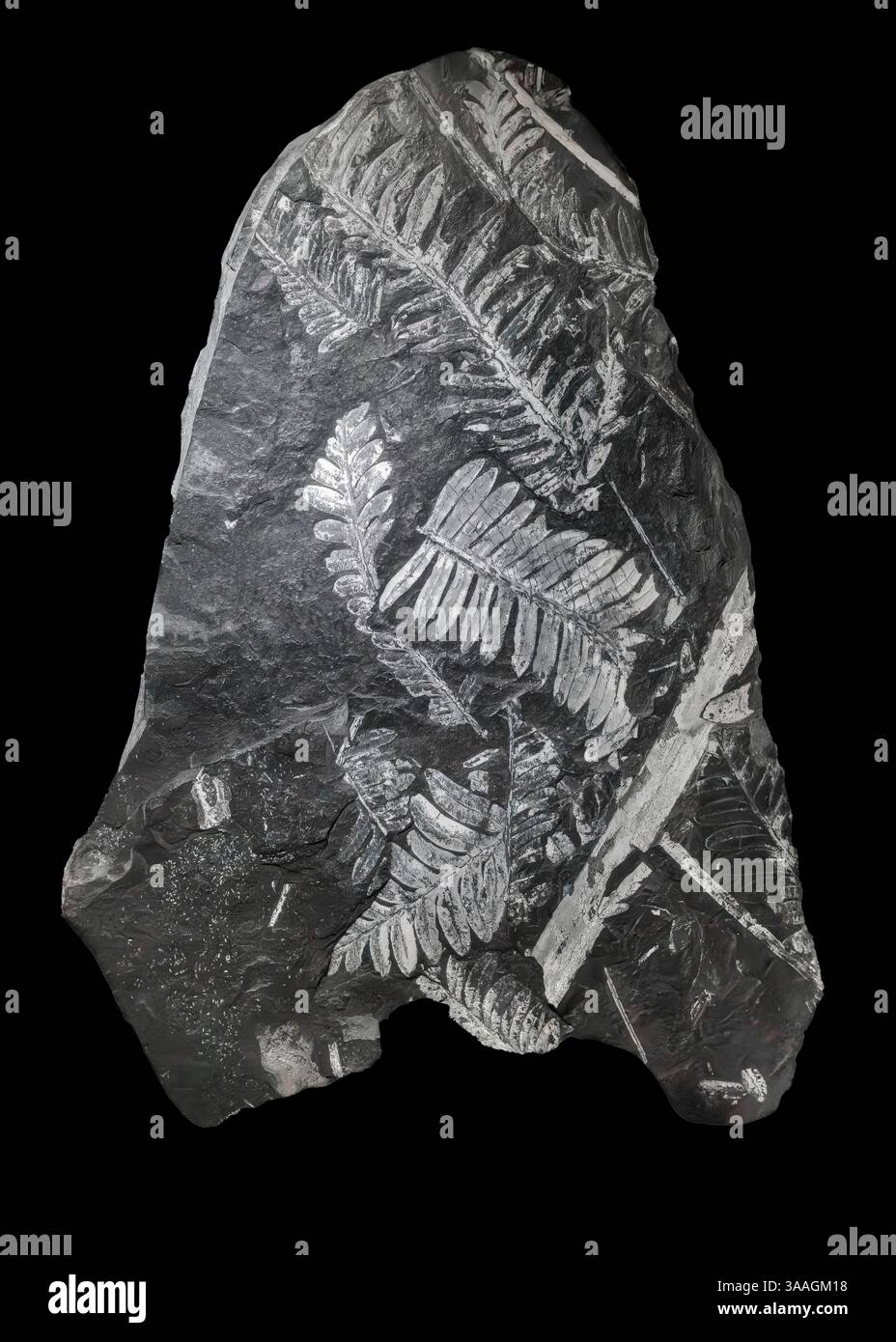 Various Fossil Ferns, St. Clair, Pennsylvania, USA Stock Photo