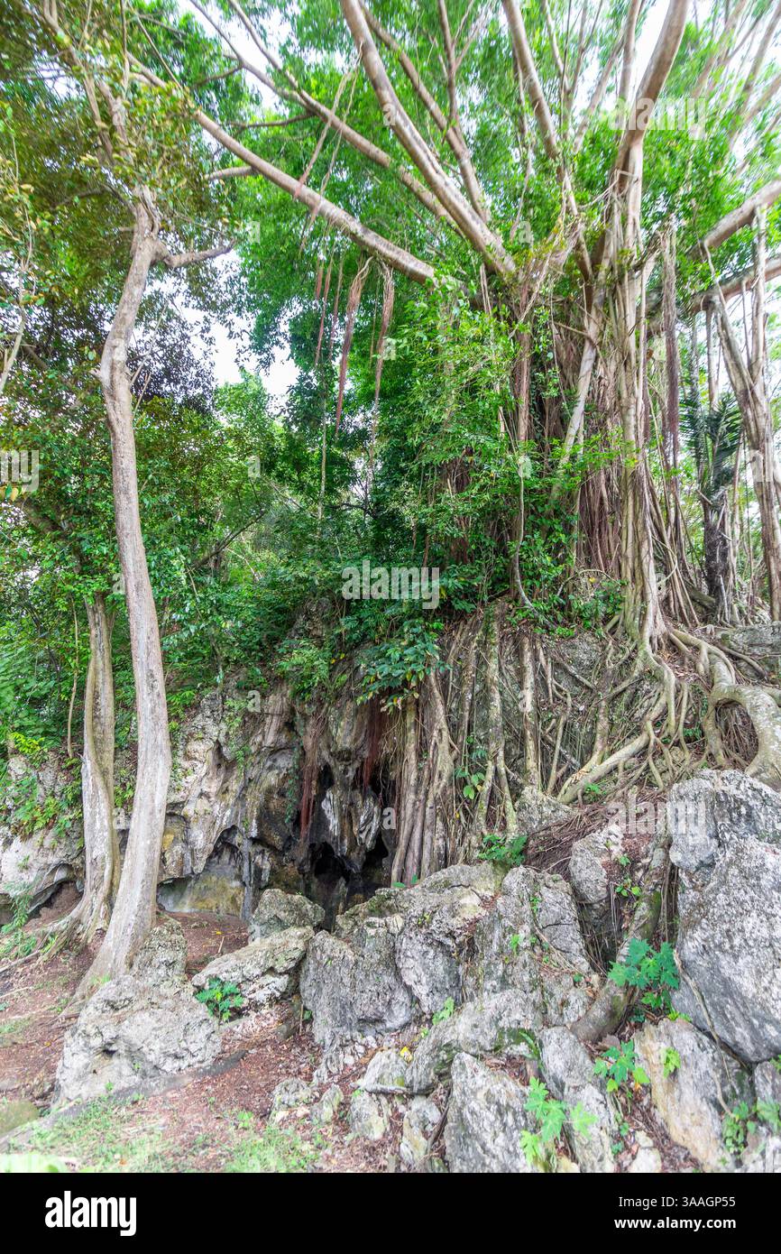 A huge balete or banyan tree with a tangle of roots cascading from its ...