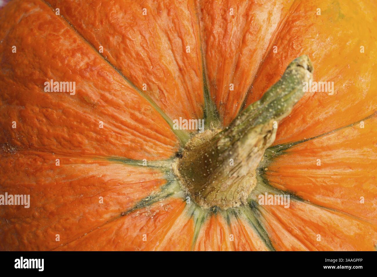 Fresh pumpkin close up, top view Stock Photo - Alamy