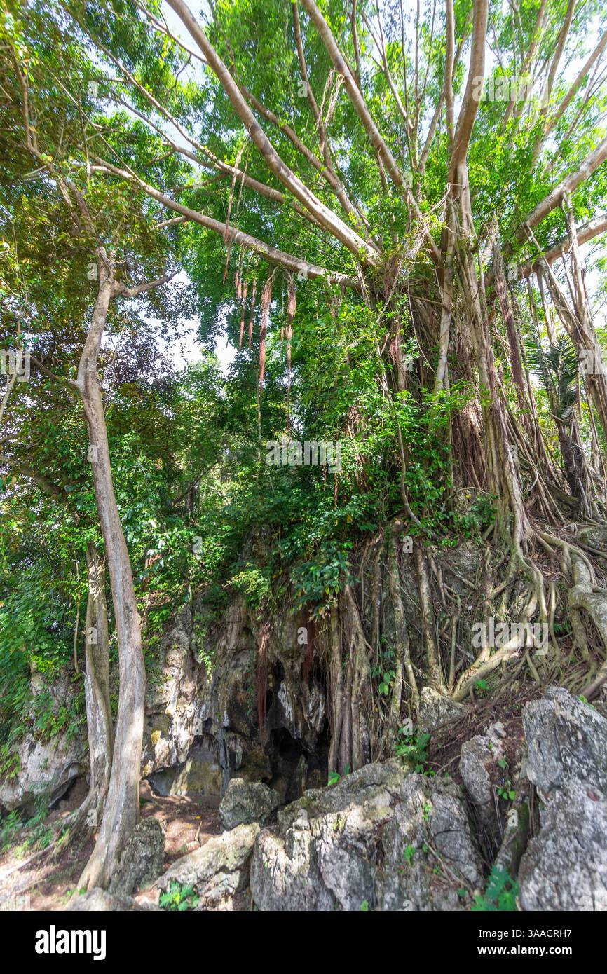A huge balete or banyan tree with a tangle of roots cascading from its ...