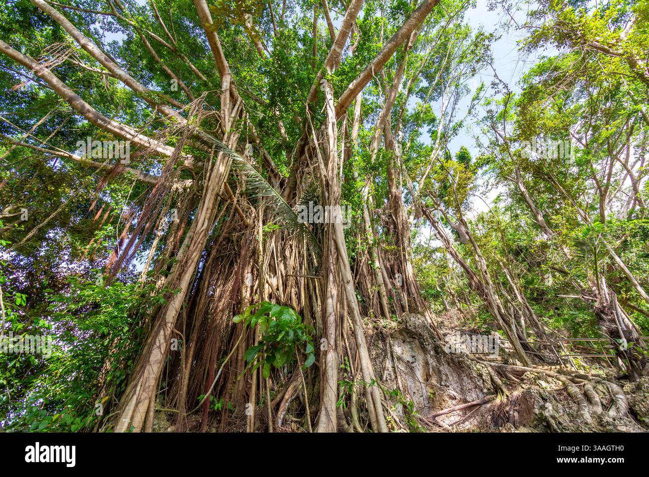 A huge balete or banyan tree with a tangle of roots cascading from its ...