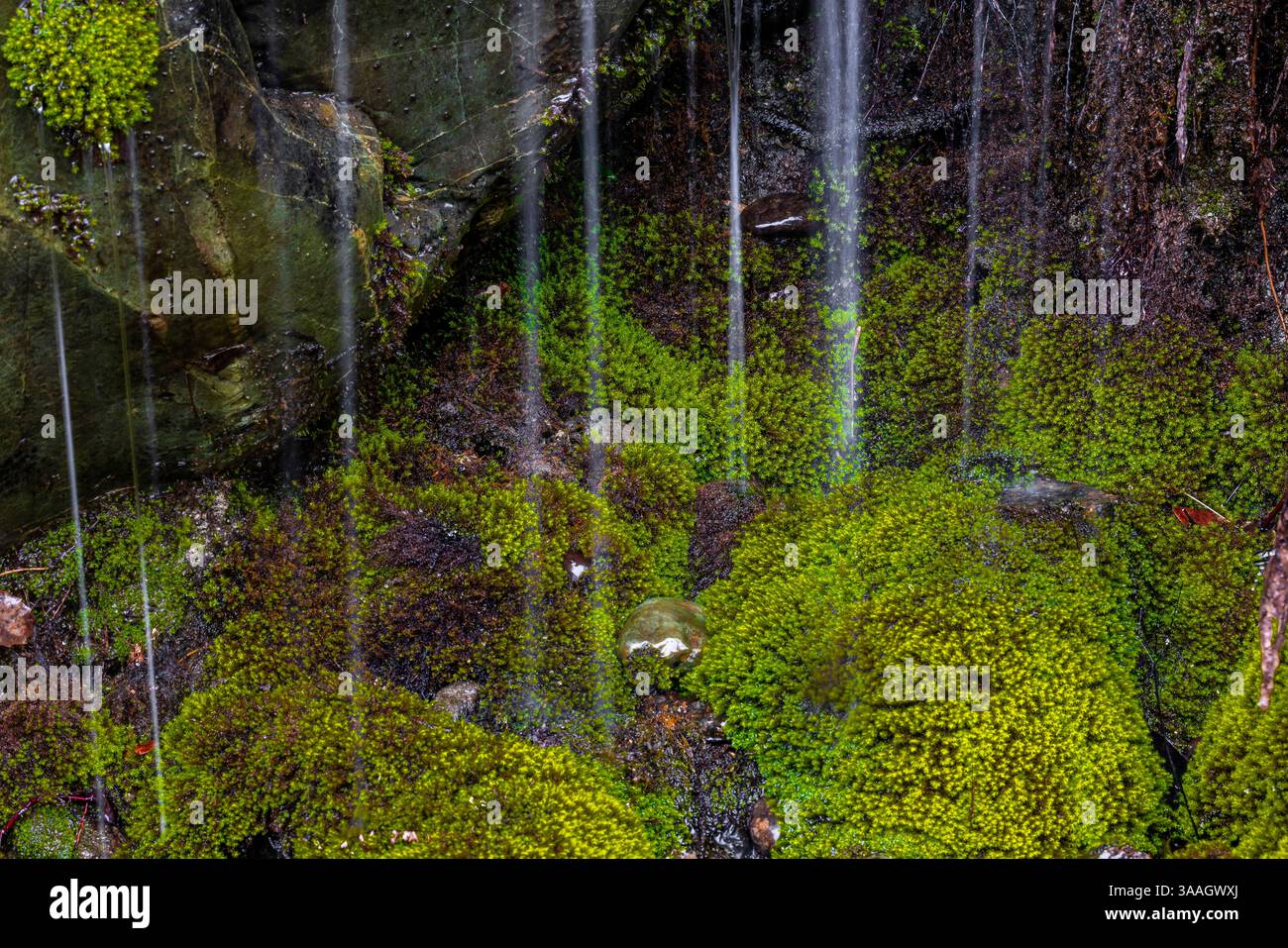 Mossy seep along Howland Hill Road in Smith River National Recreation Area, Six Rivers National Forest, California, USA Stock Photo