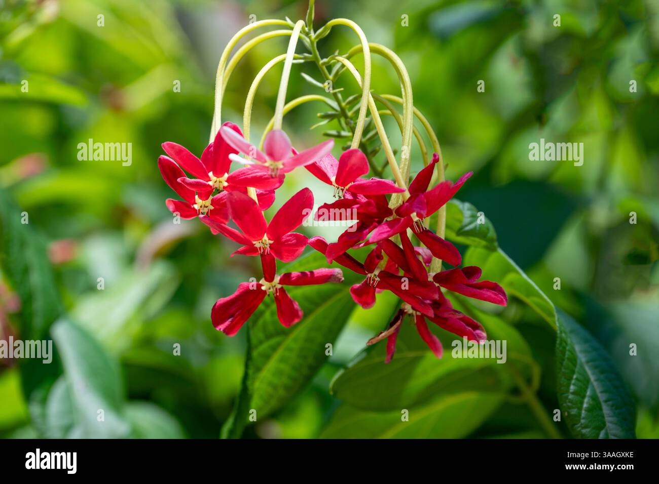 Combretum indicum, Burma Creeper, Pulau Doom, West Papua, Indonesia Stock Photo