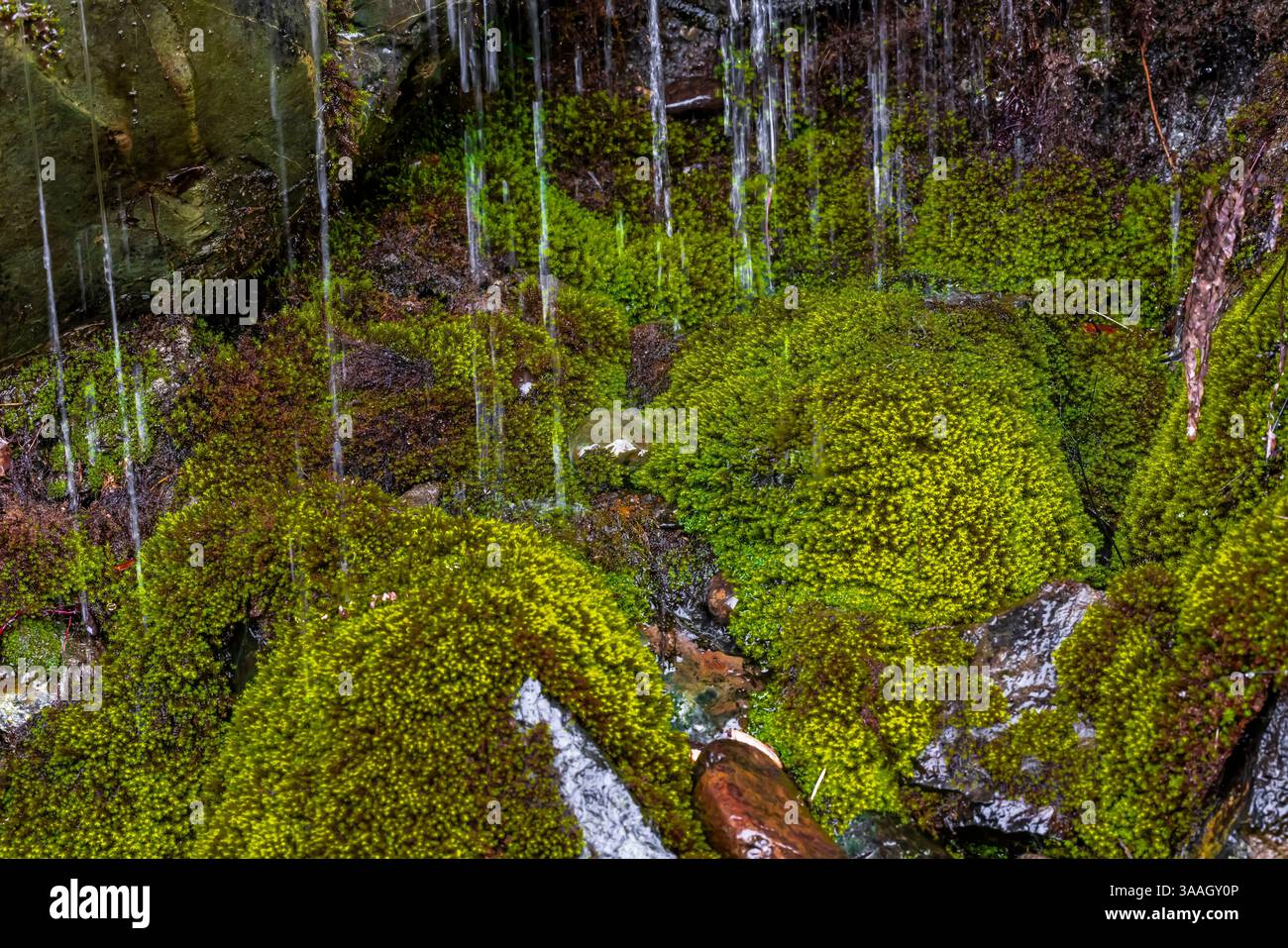 Mossy seep along Howland Hill Road in Smith River National Recreation Area, Six Rivers National Forest, California, USA Stock Photo