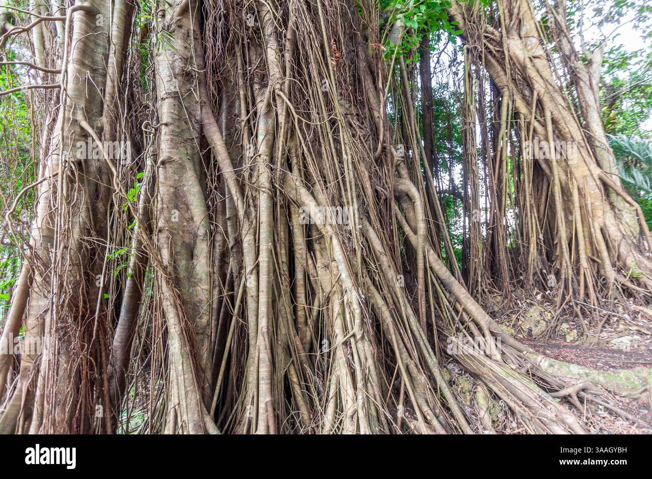 A huge balete or banyan tree with a tangle of roots cascading from its ...
