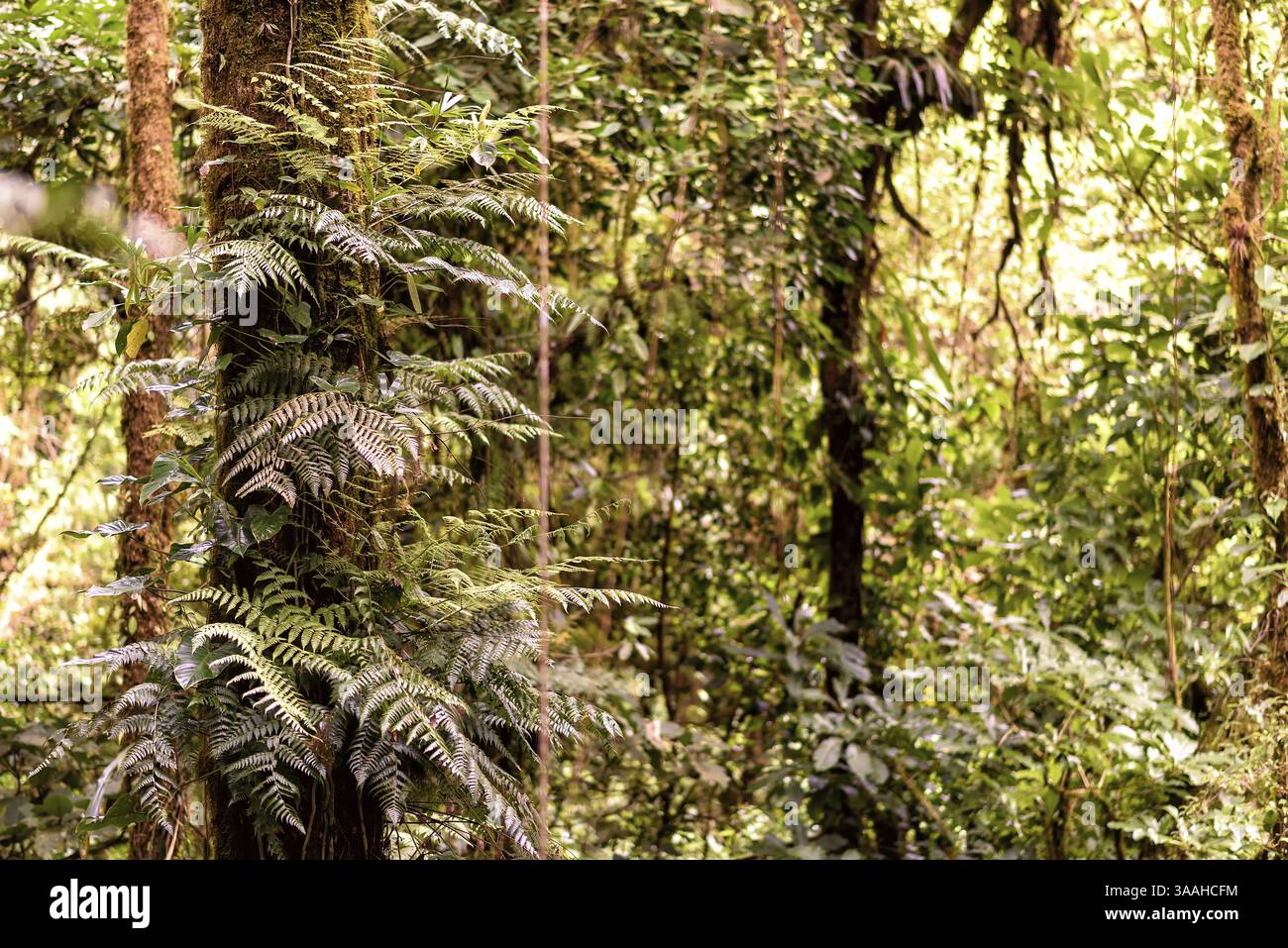 Suriname jungle hi-res stock photography and images - Alamy