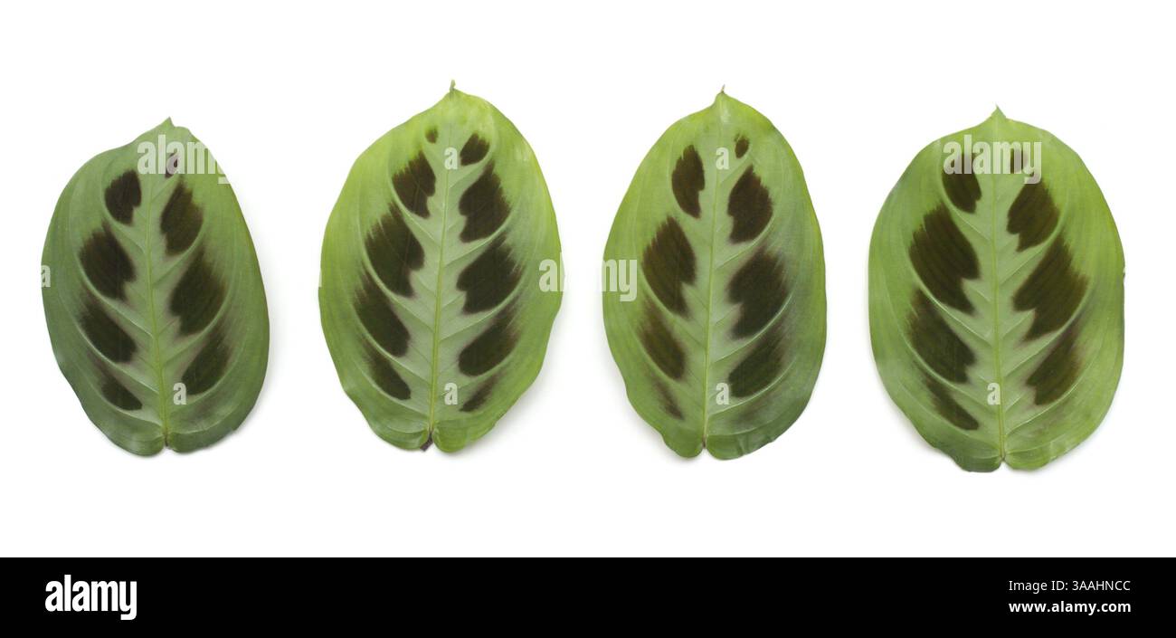 Four green sheets insulated on white background Stock Photo