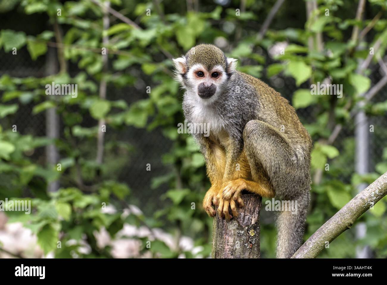 Squirrel monkeys in the jungle of South America Stock Photo - Alamy - Conservation Of Monkeys In South America