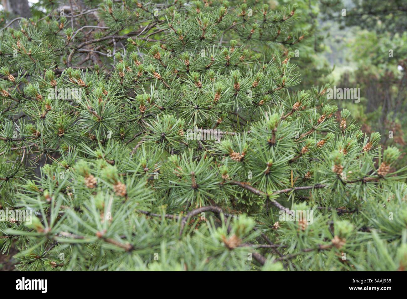 Green branches of the pine close-up, dull Stock Photo - Alamy