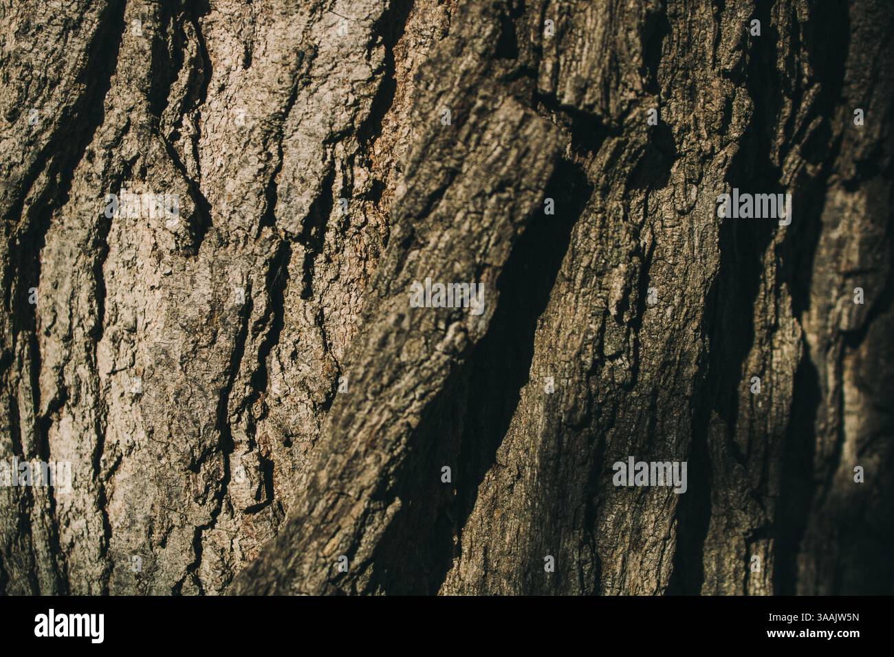 Sunlight illuminates the rough textured bark of a tree, creating a ...