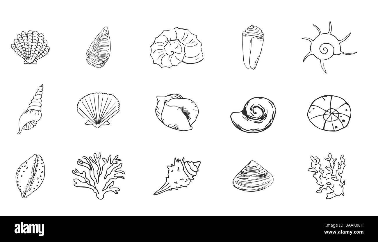 Sea shell sketch ocean life hand drawn illustration. Outline modern ...