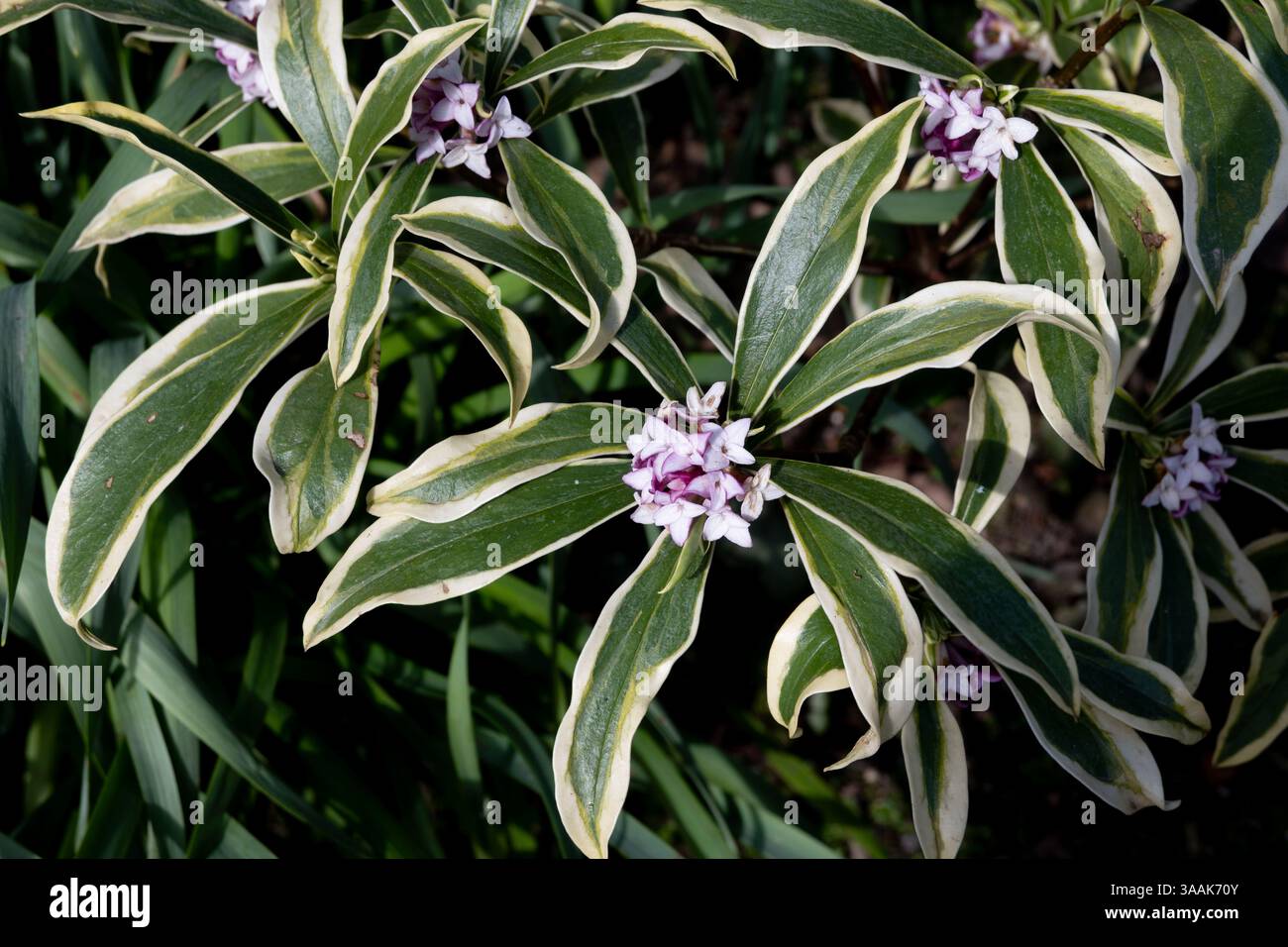 Daphne odora hewreb hi-res stock photography and images - Alamy