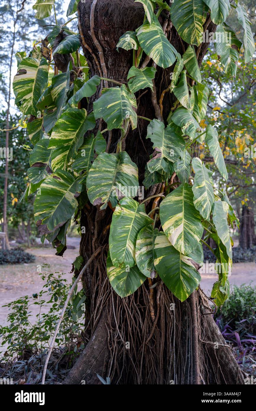 Monstera plants in the wild hi-res stock photography and images - Alamy