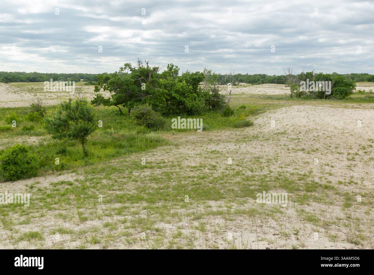 Sand dunes and vegetation of the Letea Forest nature reserve, a foundation of the Danube Delta biosphere reserve, a world heritage site, Romania - Stock Image